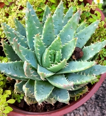Aloe