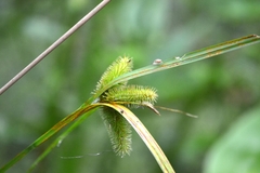 Carex comosa