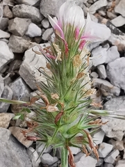 Trifolium incarnatum molinerii