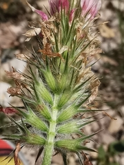 Trifolium incarnatum molinerii