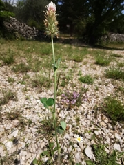 Trifolium incarnatum molinerii