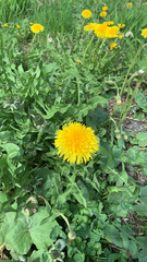 Taraxacum officinale