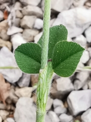 Trifolium incarnatum molinerii