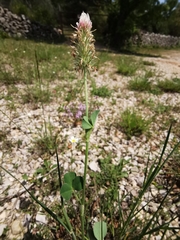 Trifolium incarnatum molinerii