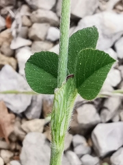 Trifolium incarnatum molinerii