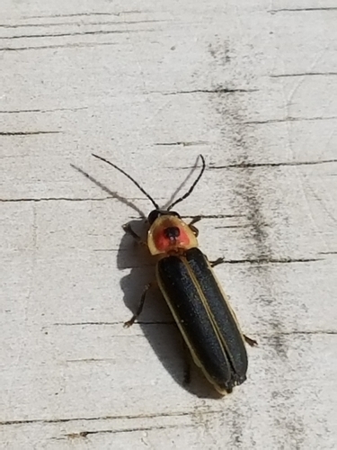 Common eastern firefly