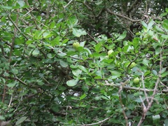 Gardenia cornuta