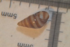 Cingula trifasciata
