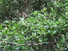 Gardenia cornuta