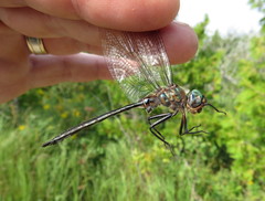 Somatochlora williamsoni