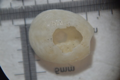 Echinocyamus pusillus