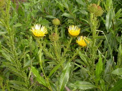 Berkheya echinacea polyacantha