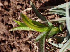 Pentanema salicinum