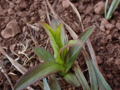 Pentanema salicinum