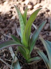 Pentanema salicinum