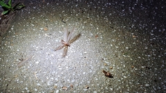 Odontotermes formosanus