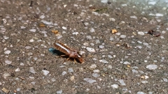 Odontotermes formosanus