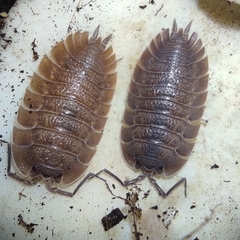 Trachelipus camerani