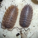 Cameran's Woodlouse - Photo (c) Davide Grigoletto, some rights reserved (CC BY-NC), uploaded by Davide Grigoletto