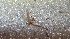 Odontotermes formosanus