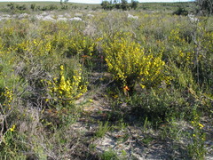 Hibbertia hypericoides hypericoides