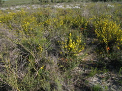 Hibbertia hypericoides hypericoides
