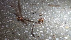 Odontotermes formosanus