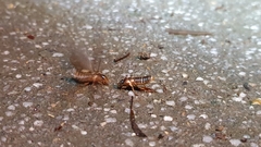 Odontotermes formosanus