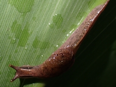 Cucullarion parkini