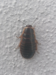 Poeciloblatta angusta