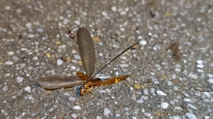 Odontotermes formosanus