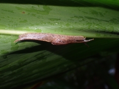 Cucullarion parkini