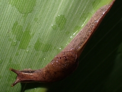 Cucullarion parkini