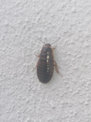 Poeciloblatta angusta