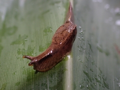 Cucullarion parkini