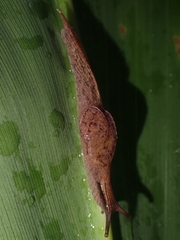 Cucullarion parkini