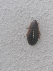 Poeciloblatta angusta