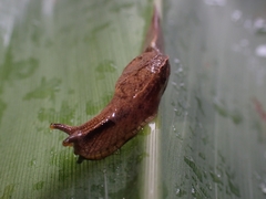 Cucullarion parkini