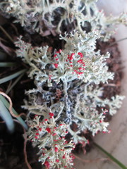 Cladonia leporina