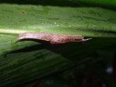 Cucullarion parkini