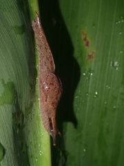 Cucullarion parkini