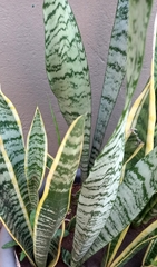 Sansevieria trifasciata