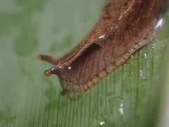 Cucullarion parkini