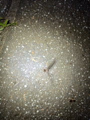 Odontotermes formosanus