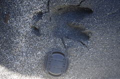 Capricornis sumatraensis thar