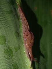 Cucullarion parkini