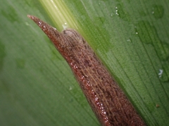 Cucullarion parkini