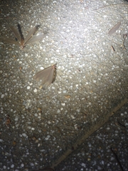 Odontotermes formosanus