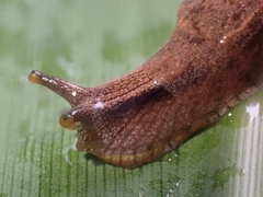 Cucullarion parkini
