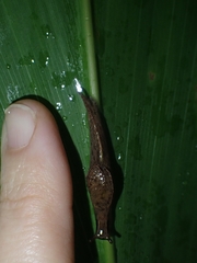 Cucullarion parkini